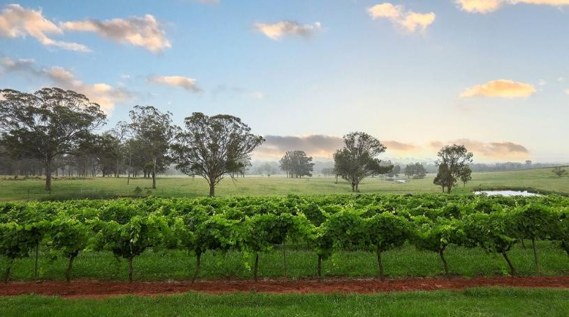 peterson wines broke road pokolbin vinyards